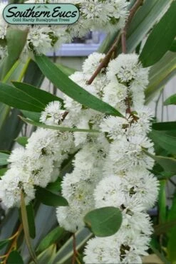 Snow Day Cold Hardy Eucalyptus Tree (Eucalyptus Gregsoniana) - Quart Pot