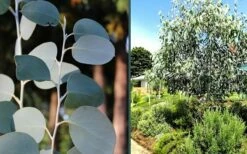 Mappa Tassie Cold Hardy Eucalyptus Tree (Eucalyptus Pauciflora) - 1 Gallon Pot 10 Mappa Tassie Cold Hardy Eucalyptus Tree (Eucalyptus Pauciflora) - 1 Gallon Pot -Wilson Bros Gardens Shop eucalyptus mappa tassie combo 4