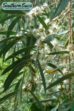 Funky Monkey Cold Hardy Eucalyptus Tree (Eucalyptus Parvula) - 2 Gallon Pot