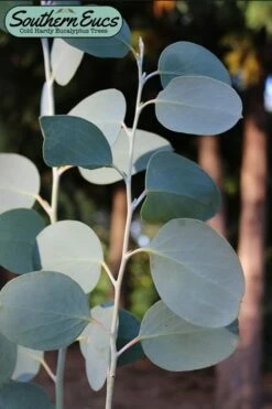 Mappa Tassie Cold Hardy Eucalyptus Tree (Eucalyptus Pauciflora) - 2 Gallon Pot