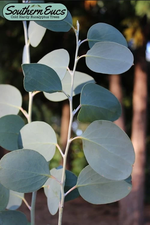 Mappa Tassie Cold Hardy Eucalyptus Tree (Eucalyptus Pauciflora) - 1 Gallon Pot 1 Mappa Tassie Cold Hardy Eucalyptus Tree (Eucalyptus Pauciflora) - 1 Gallon Pot