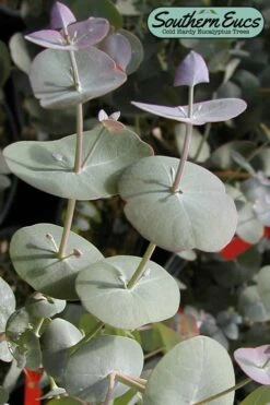 Luna Cold Hardy Eucalyptus Tree (Eucalyptus Perriniana) - 1 Gallon Pot