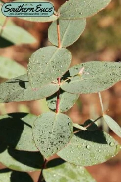 Cab Sav Cold Hardy Eucalyptus Tree (Eucalyptus Rubida) - 2 Gallon Pot