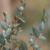 Sheila Cold Hardy Eucalyptus Tree (Eucalyptus Stellulata) - 1 Gallon Pot
