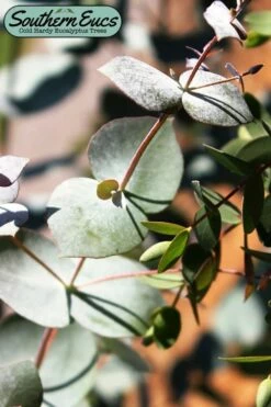 Maggie Cold Hardy Eucalyptus Tree (Eucalyptus Nova Anglica) - 3 Gallon Pot