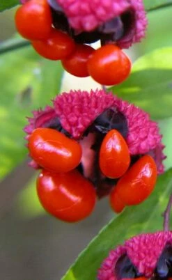 American Strawberry Bush - 3 Gallon Pot -Wilson Bros Gardens Shop euonymus americanus american strawberry bush 1