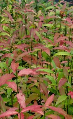 American Strawberry Bush - 3 Gallon Pot -Wilson Bros Gardens Shop euonymus americanus american strawberry bush 10