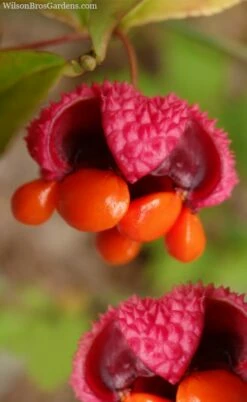 American Strawberry Bush - 3 Gallon Pot