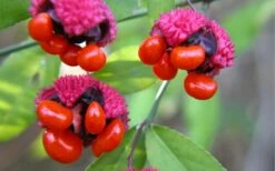 American Strawberry Bush - 3 Gallon Pot -Wilson Bros Gardens Shop euonymus americanus american strawberry bush 2