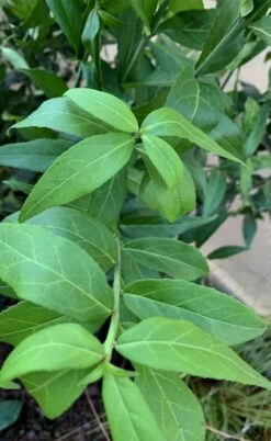 American Strawberry Bush - 3 Gallon Pot -Wilson Bros Gardens Shop euonymus americanus american strawberry bush 5