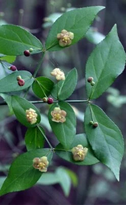 American Strawberry Bush - 3 Gallon Pot -Wilson Bros Gardens Shop euonymus americanus american strawberry bush 6