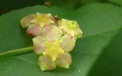 American Strawberry Bush - 3 Gallon Pot -Wilson Bros Gardens Shop euonymus americanus american strawberry bush 8