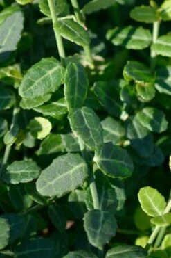 Kewensis Euonymus (Miniature Wintercreeper) - 6 Pack Of Pint Pots -Wilson Bros Gardens Shop euonymus fortunei kewensis miniature wintercreeper 6