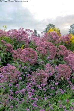 Queen Of The Prairie Hollow Stem Joe Pye Weed - 8 Pack Of 1 Gallon Pots -Wilson Bros Gardens Shop eupatoriadelphus fistulosa joe pye weed 15 2