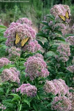 Queen Of The Prairie Hollow Stem Joe Pye Weed - 8 Pack Of 1 Gallon Pots -Wilson Bros Gardens Shop eupatoriadelphus fistulosa joe pye weed 5 2
