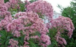 Queen Of The Prairie Hollow Stem Joe Pye Weed - 8 Pack Of 1 Gallon Pots -Wilson Bros Gardens Shop eupatoriadelphus fistulosa joe pye weed 8 2