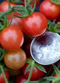 Everglades Tomato (Solanum Pimpinellifolium) -Wilson Bros Gardens Shop everglades tomatoes sow exotic