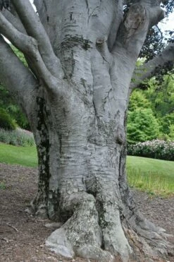 American Beech Tree (Fagus Grandifolia) - 3 Gallon Pot -Wilson Bros Gardens Shop fagus grandifolia american beech tree 1