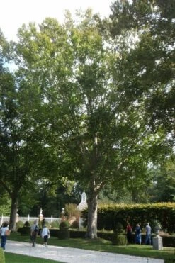 American Beech Tree (Fagus Grandifolia) - 3 Gallon Pot -Wilson Bros Gardens Shop fagus grandifolia american beech tree 2