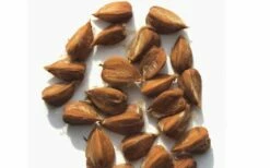 American Beech Tree (Fagus Grandifolia) - 1 Gallon Pot -Wilson Bros Gardens Shop fagus grandifolia american beech tree 3 1