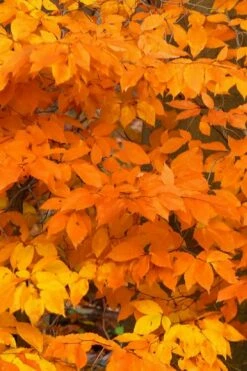 American Beech Tree (Fagus Grandifolia) - 1 Gallon Pot -Wilson Bros Gardens Shop fagus grandifolia american beech tree fall leaves foliage 3 1