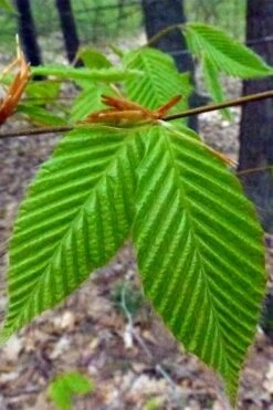 American Beech Tree (Fagus Grandifolia) - 1 Gallon Pot -Wilson Bros Gardens Shop fagus grandifolia american beech tree leaves 4 1