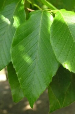 American Beech Tree (Fagus Grandifolia) - 1 Gallon Pot -Wilson Bros Gardens Shop fagus grandifolia american beech tree leaves 5 1