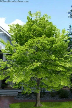 American Beech Tree (Fagus Grandifolia) - 1 Gallon Pot