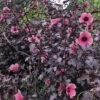 Red Leaf Cranberry Hibiscus (Hibiscus Acetosella)