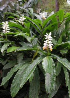 False Cardamom (Alpinia Mutica)