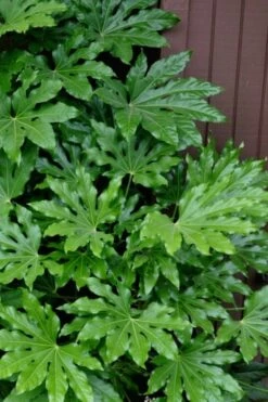 Fatsia Japonica - Japanese Aralia - Glossy Paper Plant - 1 Gallon Pot