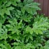 Fatsia Japonica (Japanese Aralia / Glossy Paper Plant) - 7 Gallon Pot