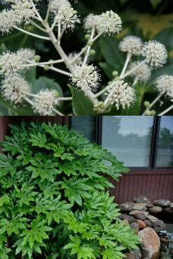 Fatsia Japonica - Japanese Aralia - Glossy Paper Plant - 5 Gallon Pot -Wilson Bros Gardens Shop fatsia Japanese Aralia 2 500x750 1
