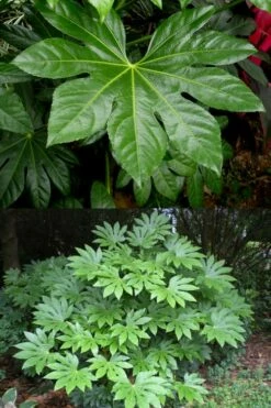 Fatsia Japonica - Japanese Aralia - Glossy Paper Plant - 1 Gallon Pot 10 Fatsia Japonica - Japanese Aralia - Glossy Paper Plant - 1 Gallon Pot -Wilson Bros Gardens Shop fatsia Japanese Aralia 500x750 2