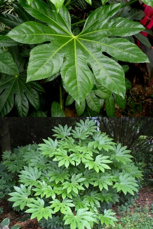Fatsia Japonica (Japanese Aralia / Glossy Paper Plant) - 7 Gallon Pot (2-3') 5 Fatsia Japonica (Japanese Aralia / Glossy Paper Plant) - 7 Gallon Pot (2-3') - Image 5