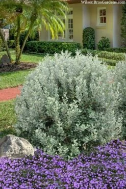 Bambina Dwarf Pineapple Guava (Feijoa Sellowiana ' Tharfiona') - 7 Gallon Pot -Wilson Bros Gardens Shop feijoa sellowiana tharfiona bambina pineapple guava 3