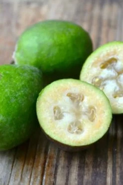 Bambina Dwarf Pineapple Guava (Feijoa Sellowiana ' Tharfiona') - 3 Gallon Pot 10 Bambina Dwarf Pineapple Guava (Feijoa Sellowiana ' Tharfiona') - 3 Gallon Pot -Wilson Bros Gardens Shop feijoa sellowiana tharfiona bambina pineapple guava 5 1