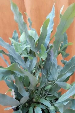 Blue Star Fern - 1 Gallon Pot 9 Blue Star Fern - 1 Gallon Pot -Wilson Bros Gardens Shop fern blue star 500x750 1