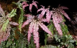 Rosy Pink Maidenhair Fern (Adiantum Hispidulum) - 6 Pack Of 1 Gallon Pots -Wilson Bros Gardens Shop fern rosy maidenhair fern 3 1