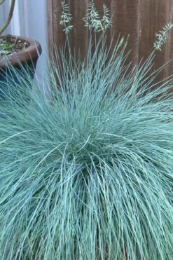 Beyond Blue Festuca (Fescue) - 6 Pack Of 1 Gallon Pots -Wilson Bros Gardens Shop festuca beyond blue fescue 100 1