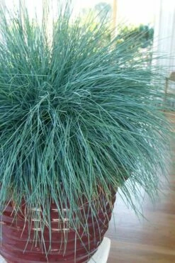 Beyond Blue Festuca (Fescue) - 6 Pack Of 1 Gallon Pots -Wilson Bros Gardens Shop festuca beyond blue fescue 101 1