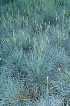 Beyond Blue Festuca (Fescue) - 6 Pack Of 1 Gallon Pots -Wilson Bros Gardens Shop festuca beyond blue fescue 102 1