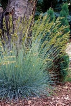 Blue Fescue Grass (Festuca Glauca) - 5 Pack Of Quart Pots -Wilson Bros Gardens Shop festuca glauca blue fescue grass 13 1