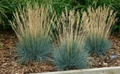 Beyond Blue Festuca (Fescue) - 3 Pack Of Quart Pots -Wilson Bros Gardens Shop festuca20beyond20blue