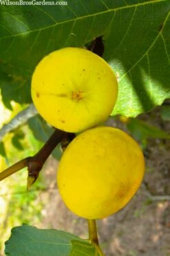 LSU Gold Fig Tree - 5 Gallon Pot -Wilson Bros Gardens Shop ficus carica lsu gold fig tree 1