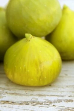 LSU Gold Fig Tree - 5 Gallon Pot -Wilson Bros Gardens Shop ficus carica lsu gold fig tree 2