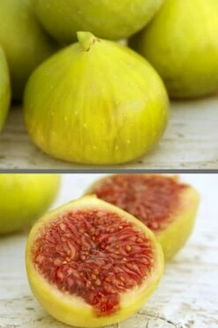 LSU Gold Fig Tree - 5 Gallon Pot