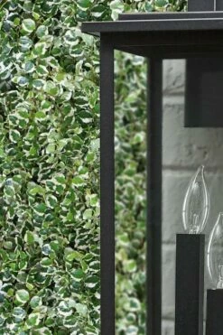 Variegated Creeping Fig - Ficus Pumila 'Variegata' - 6 Pack Of Pint Pots -Wilson Bros Gardens Shop ficus pumila variegata creeping fig 101