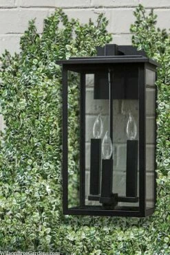 Variegated Creeping Fig - Ficus Pumila 'Variegata' - 6 Pack Of Pint Pots -Wilson Bros Gardens Shop ficus pumila variegata creeping fig 102