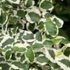 Variegated Creeping Fig (Ficus Pumila 'Variegata') - 10 Pack Of 4" Pint Pots